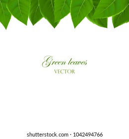 Green leaves . Background with leaves, vector