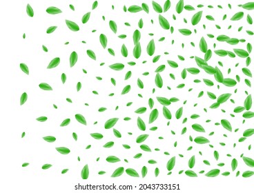 Green Leaves Background White Vector. Sheet Drink Frame. Border Card. Greenish Air Illustration. Plant Peaceful.