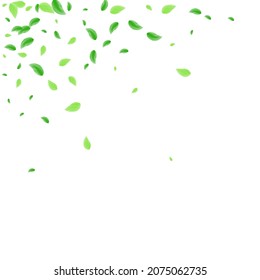 Grüner Blätterhintergrund, weißer Vektorgrafik. Vegetation Aroma-Rahmen. Abstrakte Textur. Hellgrünes Banner-Design. Blechminze.
