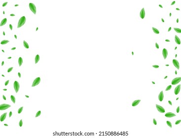 Green Leaves Background White Vector. Leaf Food Illustration. Pure Frame. Greenish Shape Texture. Greenery Woods.