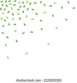 Green Leaves Background White Vector. Greenery Line Texture. Pattern Design. Greenish Eucalyptus Illustration. Sheet Woods.