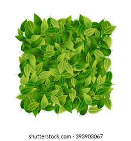 Green leaves banner background, vector illustration, eco, organic