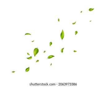 Green leaves banner. Herbal vegetarian. Organic, eco, vegan, design. Leaf falling on white background. Beauty product. Fresh mint. Foliage ornament. Fresh tea. Cosmetic frame. Vector illustration. - Shutterstock ID 2063973386