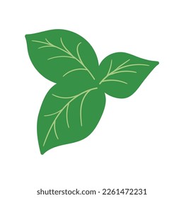 Green leaves of basil doodle flat illustration isolated on white background. Vector graphics design