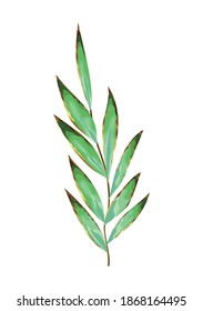 grüne Blätter und großer Stamm auf weißem Hintergrund, Vektorgrafik-Design
