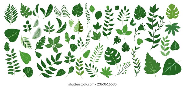 Green leaves big vector collection - Set of graphical elements with various leaf designs in different shapes and sizes. Flat design with white background