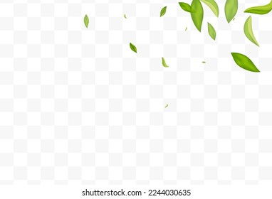 Green Leaves Blur Vector Transparent Background Design. Forest Greens Illustration. Grassy Foliage Nature Plant. Leaf Fresh Branch.