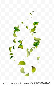Green Leaves Blur White Transparent Vector Background Template. Abstract Foliage Design. Grassy Leaf Realistic Border. Greens Forest Branch.