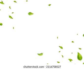 Green leaves border. Organic, eco, vegan, design element. Fresh tea background. Beauty product. Leaf falling on white banner. Wave foliage ornament. Cosmetic pattern frame. Vector illustration.