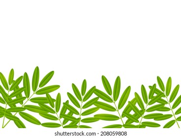 Green leaves border for Your design