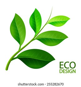 Green leaves branch.  Vector illustration.