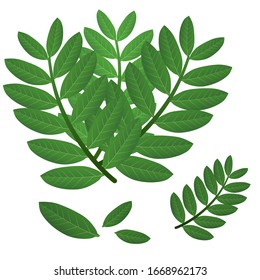 Hojas verdes y ramas vectoriales aisladas en fondo blanco
