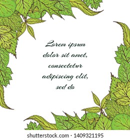 Green leaves card template. Green leaves frame. hand drawn banner with green forest leaves and branches. Spring or summer leaves for invitation, wedding or greeting cards.