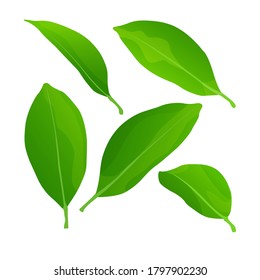 green leaves from citrus fruits isolated on white background