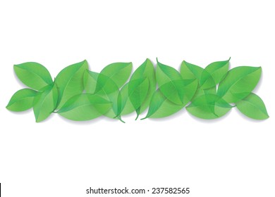 Green leaves close-up on white background. Vector illustration. 