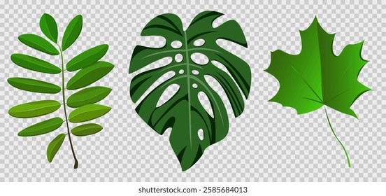 Green leaves collection. Acacia, monstera, maple. Three leaves on transparent background. Flat vector illustration. EPS10