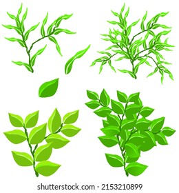 green leaves component, green foliage
