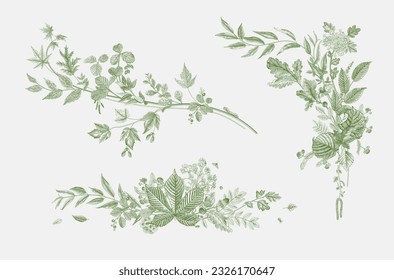 Green leaves. Compositions. Vector vintage illustration. Green and white 