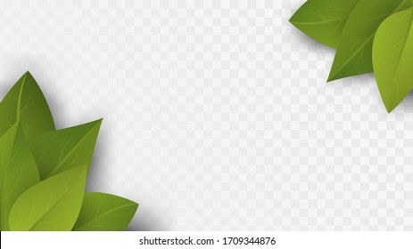 Green leaves in the corners, plants decoration elements on a transparent background