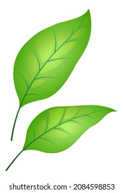Green leaves. Cute tree foliage. Bright greenery