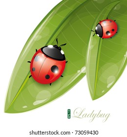 Green leaves design with ladybug, eps-10