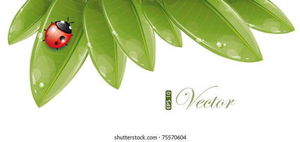 Green leaves design with ladybug, vector illustration, eps-10