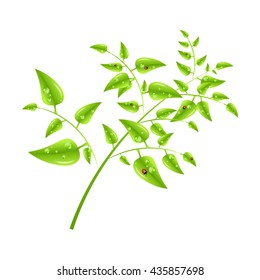 Green leaves with dew drops and ladybugs. Spring vector illustration.