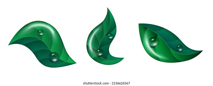 Hojas verdes con rocío. Juego de hojas de árbol. Clipart vector aislado en fondo blanco.