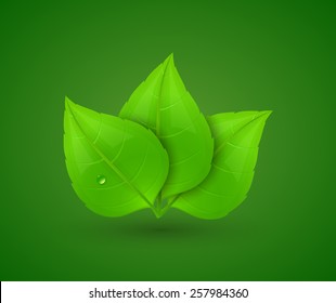 Green leaves with drops of water. Eco Concept. Vector illustration.