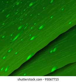 Green leaves with drops.Vector eps10