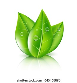 Feuille Verte Hd Stock Images Shutterstock