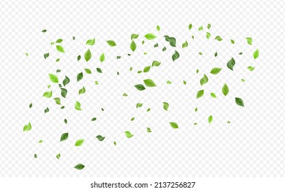 Green Leaves Ecology Vector Transparent Background Template. Fly Leaf Wallpaper. Lime Foliage Nature Border. Greenery Forest Poster.