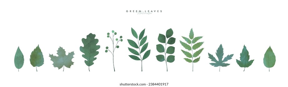 Green leaves element set. Botanical collection. Greenery art foliage natural herb. Watercolor style. Beauty decorative pattern. Greeting invitation card. Hand drawn elegant design Vector illustration.