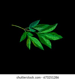 Green leaves embroidery vector, hand drawing illustration.