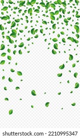 Green Leaves Falling Vector Transparent Background. Transparent Leaf Wallpaper. Swamp Greens Tree Border. Foliage Realistic Branch.