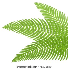 The green leaves of a fern. Vector illustration.