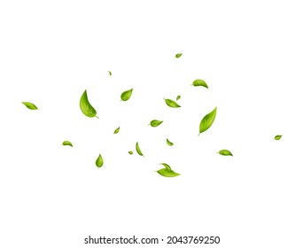 Hojas verdes volando en banner blanco. Vegan, eco, elemento de diseño orgánico. Cae la hoja. Ornamento follaje ondulado. Producto de belleza. El fondo del té fresco. Borde de patrón estético. Ilustración vectorial.