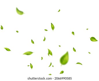 Green leaves flying on white background. Organic, eco, vegan, design element. Beauty product. Leaf falling. Wave foliage ornament. Fresh tea composition. Cosmetic pattern frame. Vector illustration.