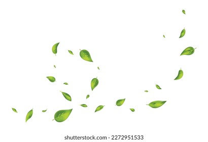 Green leaves flying on white background. Wave foliage ornament. Leaf falling. Vegan, eco, organic design element. Cosmetic pattern border. Fresh tea banner. Beauty product. Vector illustration.