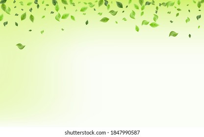 Ilustración del fondo verde de las hojas verdes del vector volador. Planta De Hojas. Sucursal De Foliage Lime. Afiche de hierbas verdes.
