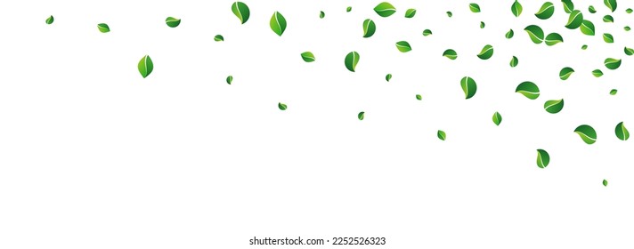 Green Leaves Flying Vector Panoramic White Background. Abstract Foliage Concept. Mint Greens Fly Illustration. Leaf Forest Wallpaper.