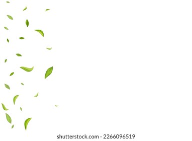 Green Leaves Flying Vector White Background Border. Swirl Foliage Branch. Mint Leaf Forest Poster. Greens Tea Pattern.