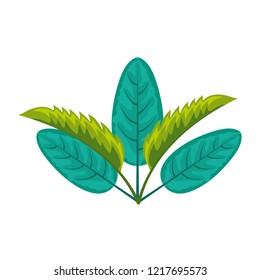 green leaves foliage palm tropical