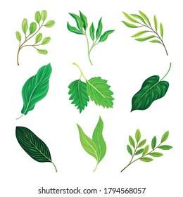 Green Leaves and Foliage with Stem and Veins or Fibers Vector Set