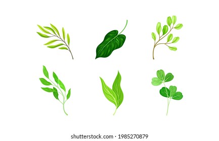 Green Leaves and Foliage with Stem and Veins or Fibers Vector Set