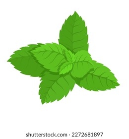 Green leaves of fragrant mint.Vector graphics.