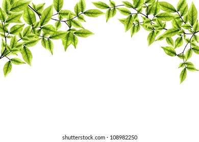 Green Foliage Frame On White Background Stock Photo (Edit Now) 509303800