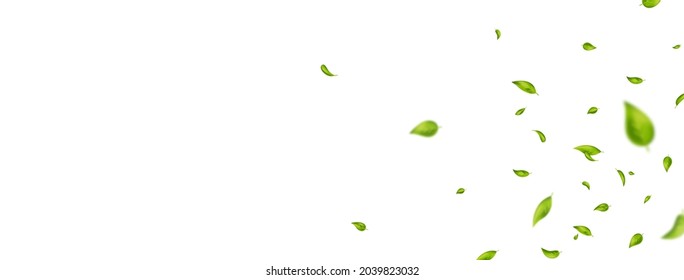 Green leaves frame. Eco, vegan, organic design element. Leaf falling on white long banner. Beauty product. Wave foliage ornament. Fresh tea background. Cosmetic pattern border. Vector illustration.