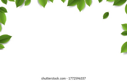 Green Leaves Frame With White Background With Gradient Mesh, Vector Illustration