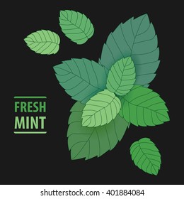 Green Leaves of fresh Mint. Vector illustration.